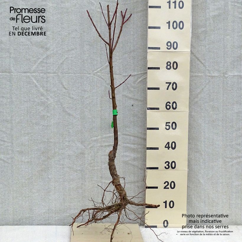 Exemplar von Pfirsich Dixired Bio - Prunus persica wie im Winter geliefert