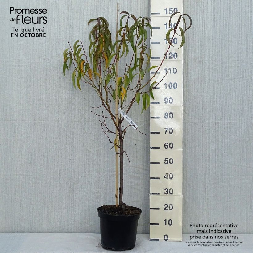 Exemplar von Pfirsich Dixired - Prunus persica wie im Herbst geliefert