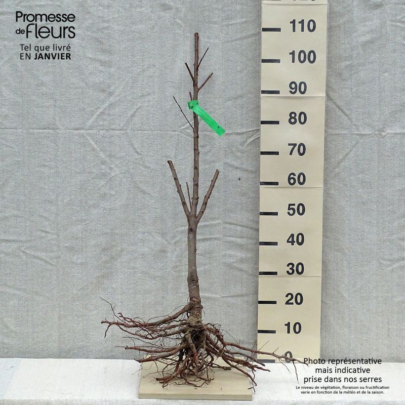 Exemplar von Pfirsich Jalousia - Prunus persica wie im Winter geliefert