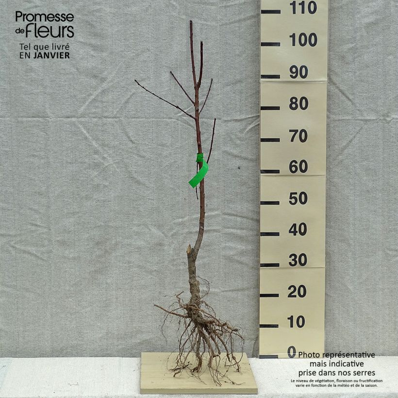 Exemplar von Pfirsich Madeleine de Courson Bio - Prunus persica wie im Winter geliefert