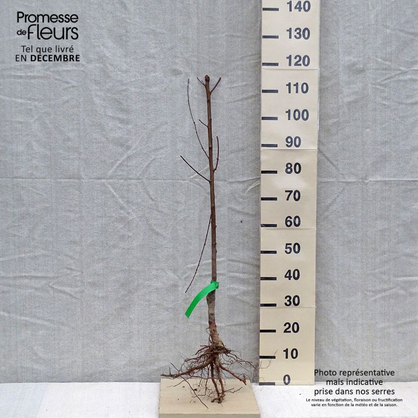 Exemplar von Pfirsich Michelini Bio - Prunus persica wie im Winter geliefert