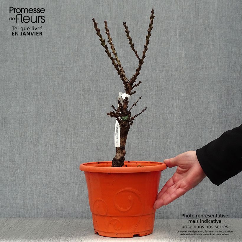 Exemplar von Pfirsich Crimson 'Bonfire' - Prunus persica wie im Winter geliefert