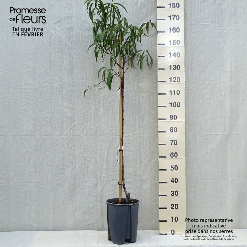 Exemplar von Pêcher - Prunus persica Sanguine Demi-tige en pot de 7,5l/10l wie im Herbst geliefert