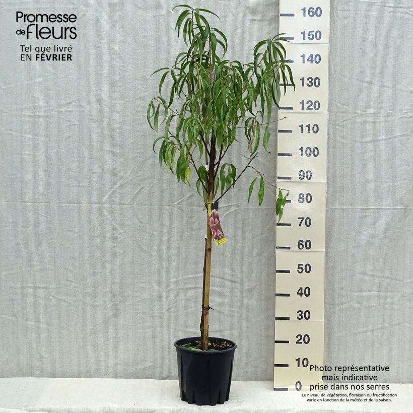 Exemplar von Pêcher - Prunus persica Sanguine Gobelet en pot de 7,5l/10l wie im Herbst geliefert