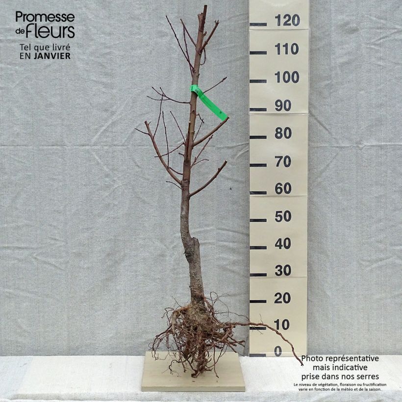 Exemplar von Pfirsich Redhaven Bio - Prunus persica wie im Winter geliefert