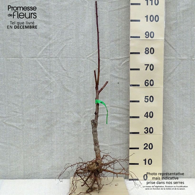 Exemplar von Pfirsich Reine des Vergers Bio - Prunus persica wie im Winter geliefert