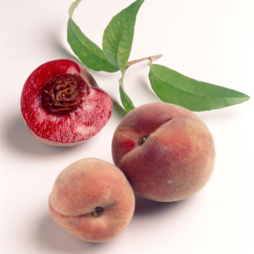 Pfirsich Sanguine de Ferlay - Prunus persica (Ernte)