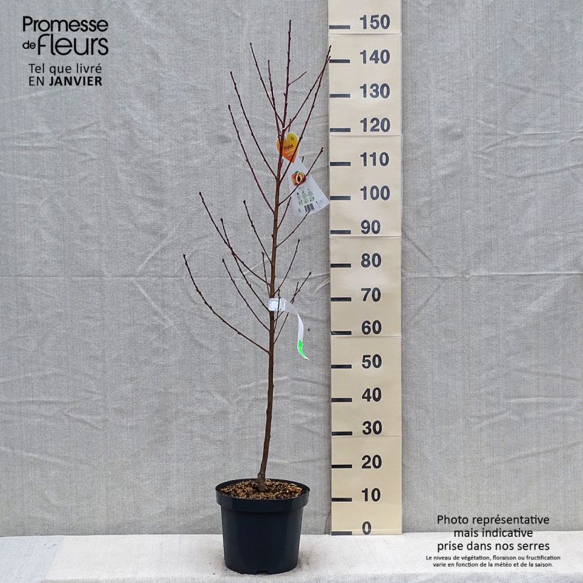 Exemplar von Pêcher Suncrest - Prunus persica en pot de 7.5L Gobelet wie im Winter geliefert