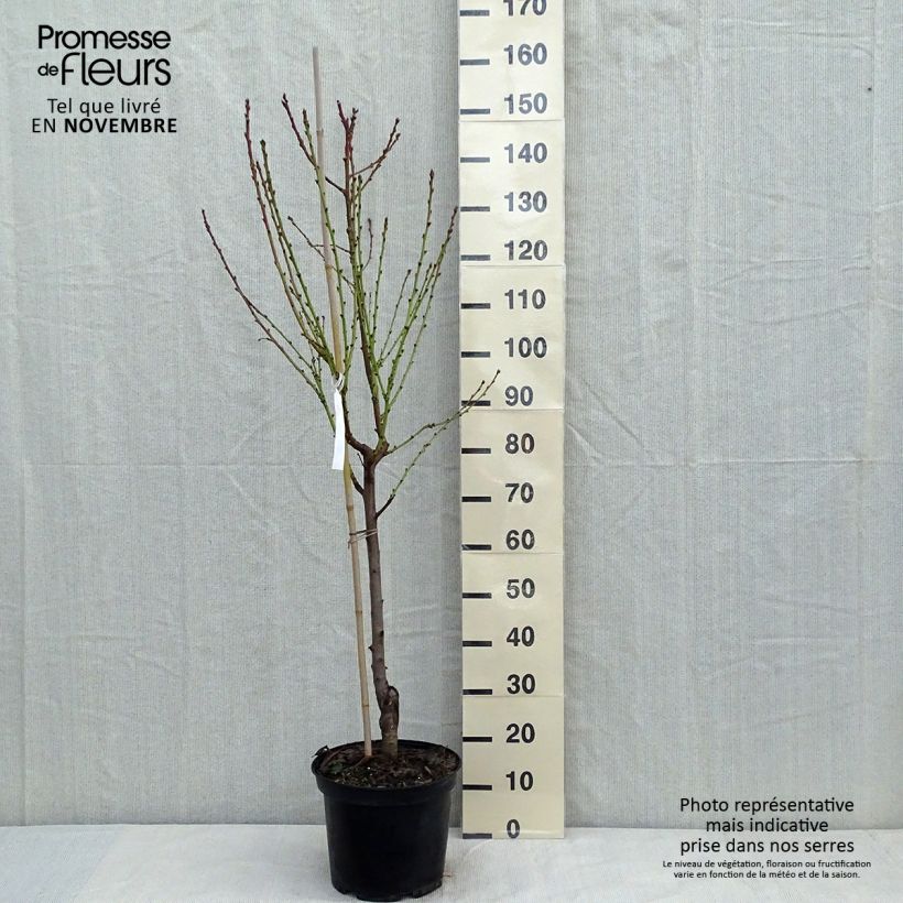 Exemplar von Pfirsich Téton de Venus - Prunus persica wie im Herbst geliefert