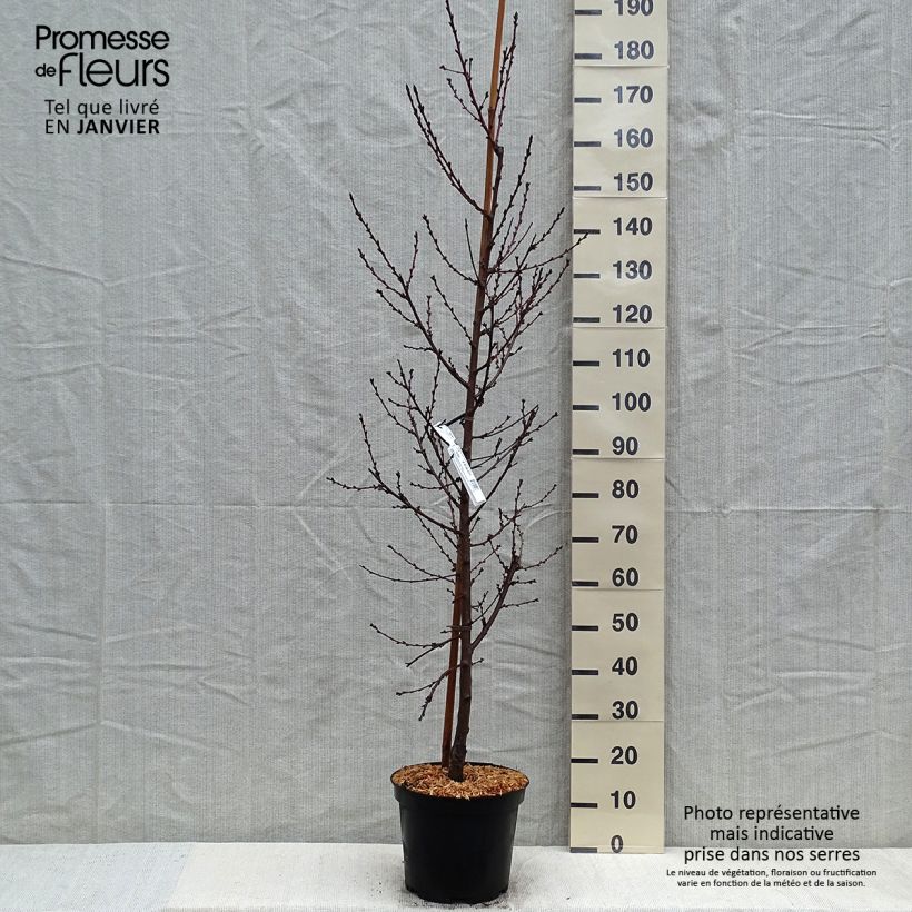 Exemplar von Pêcher à fleurs - Prunus persica Taoflora Pink Pot de 7,5L/10L wie im Winter geliefert