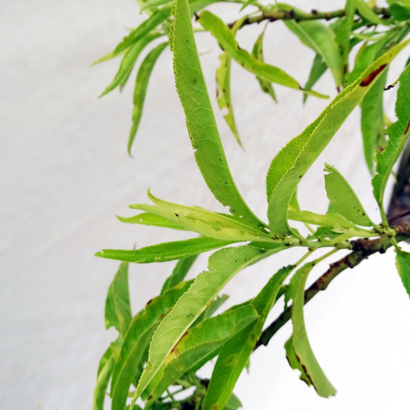 Zierpfirsich Taoflora White - Prunus persica (Laub)