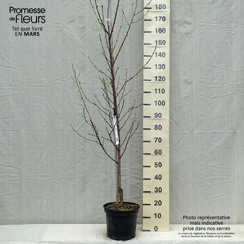 Exemplar von Zierpfirsich Taoflora White - Prunus persica Topf mit 7,5L/10LGelieferte Höhe ca. 180/200cm wie im Frühjahr geliefert