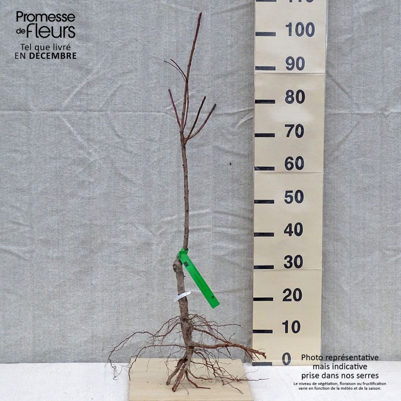 Exemplar von Pfirsich Vigne blanche Bio - Prunus persica Wurzelnackt, HeisterGelieferte Höhe ca. 90/110cm wie im Winter geliefert