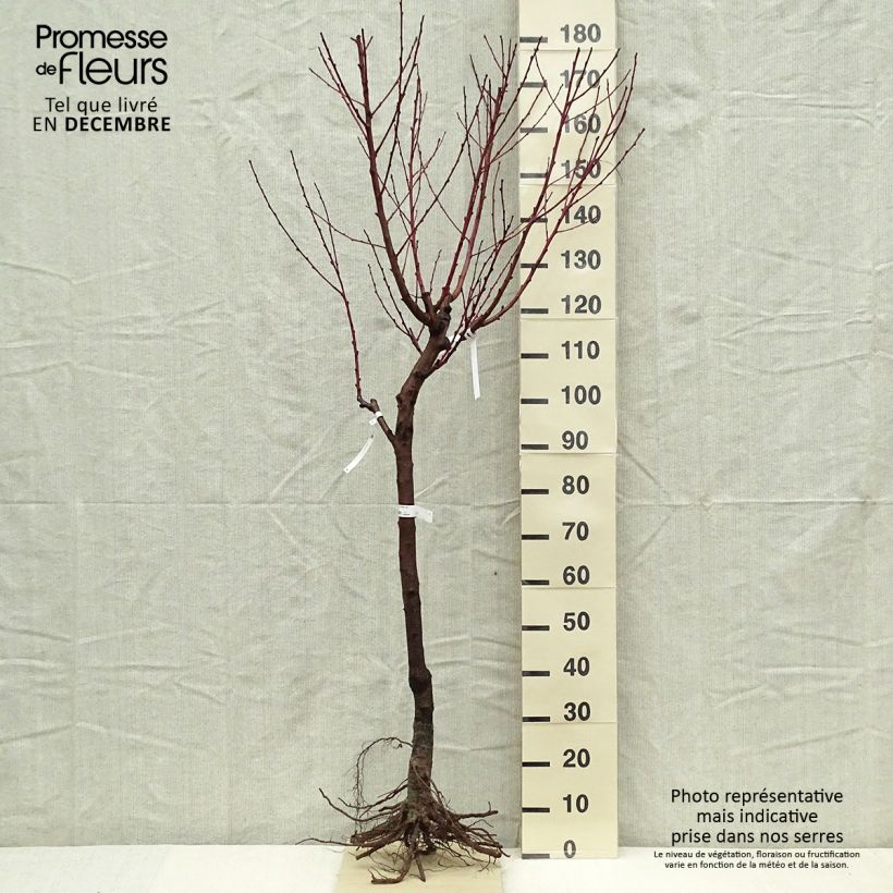 Exemplar von Pfirsich Vigne blanche - Prunus persica Wurzelnackt, Gobelet-FormGelieferte Höhe ca. 140/160cm wie im Winter geliefert