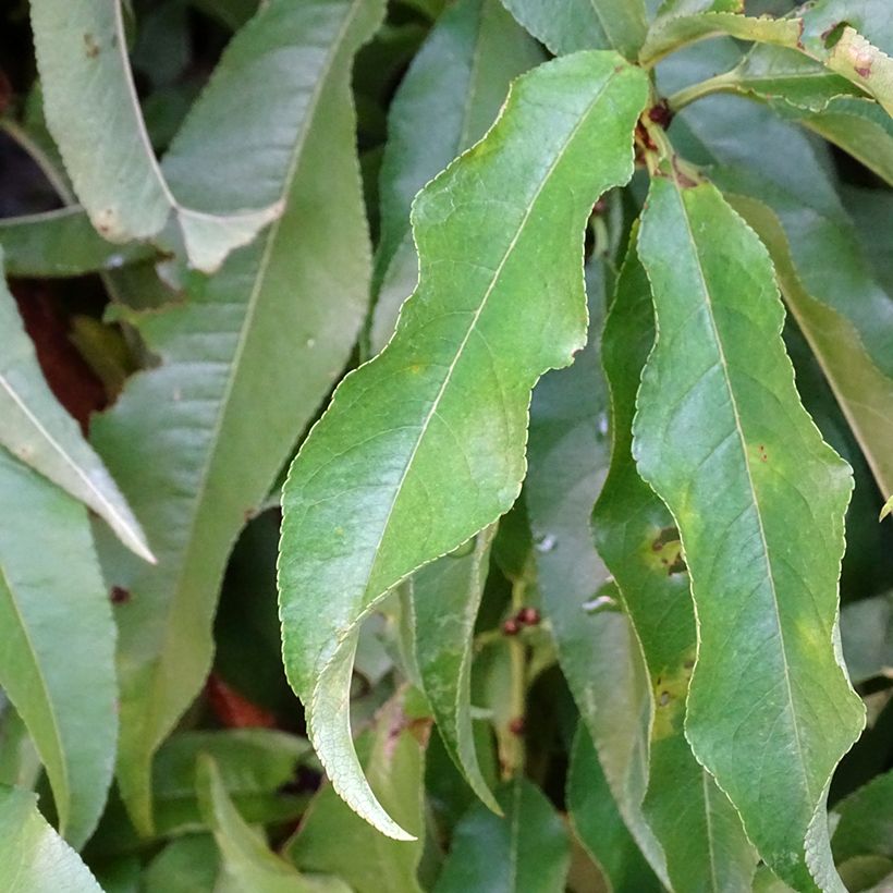 Pfirsich Vigne jaune - Prunus persica (Ernte)