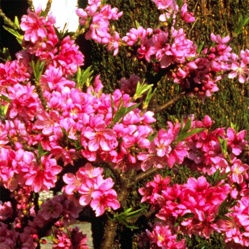 Zwerg-Pfirsich Diamond Zaipevi - Prunus persica (Blüte)