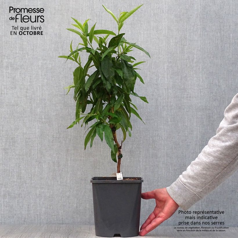 Exemplar von Zwerg-Pfirsich Fruit Me Peach Me Red - Prunus persica wie im Herbst geliefert