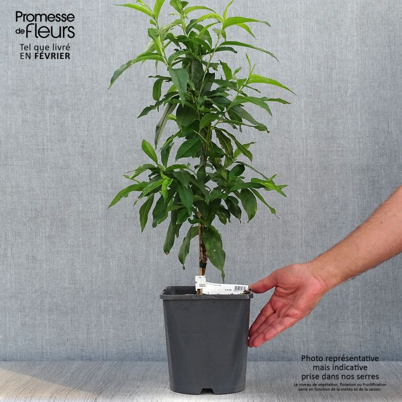 Exemplar von Pêcher nain Fruit Me Peach Me Yellow Pot de 4L wie im Herbst geliefert