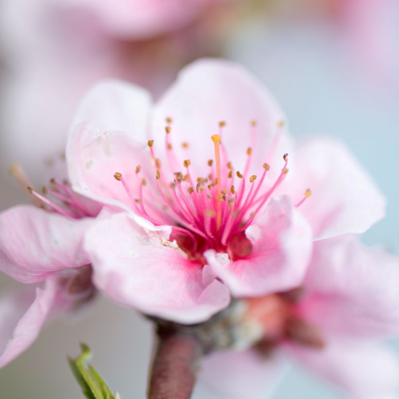 Zwerg-Pfirsich Fruit Me Peach Me Donut - Prunus persica (Blüte)