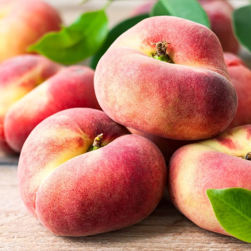 Zwerg-Pfirsich Fruit Me Peach Me Donut - Prunus persica (Ernte)