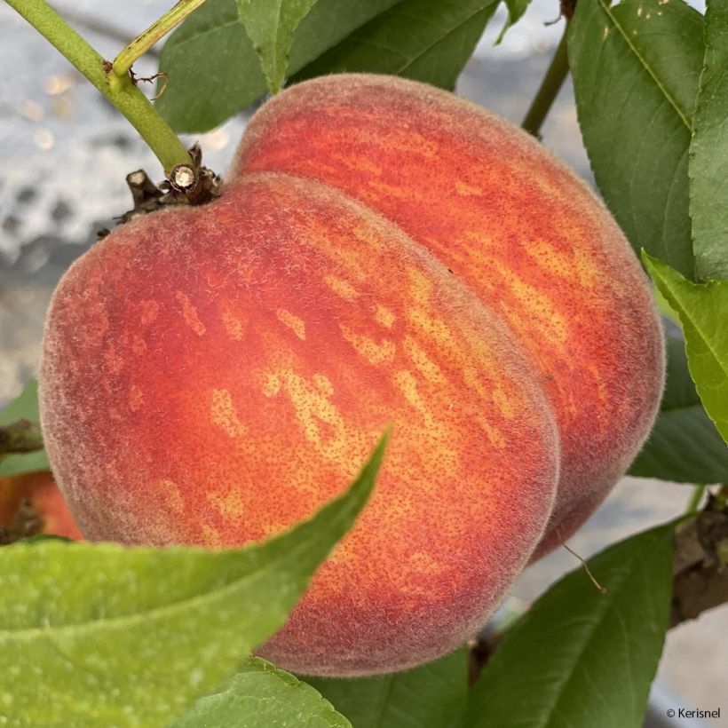 Zwerg-Pfirsich Fruit Me Peach Me Red - Prunus persica (Ernte)