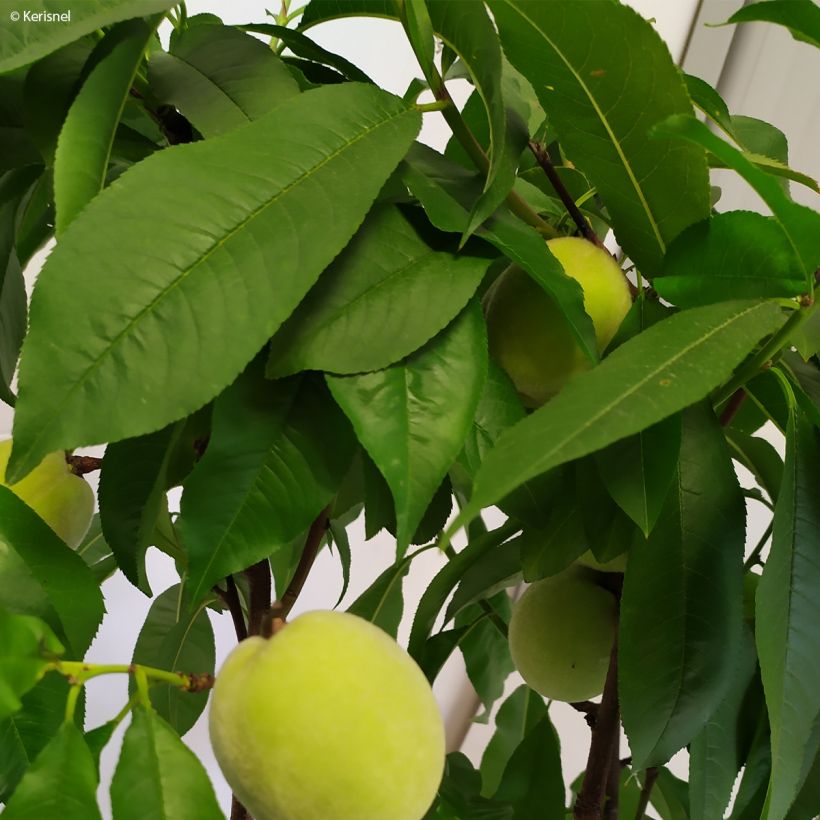 Zwerg-Pfirsich Fruit Me Peach Me Yellow - Prunus persica (Laub)