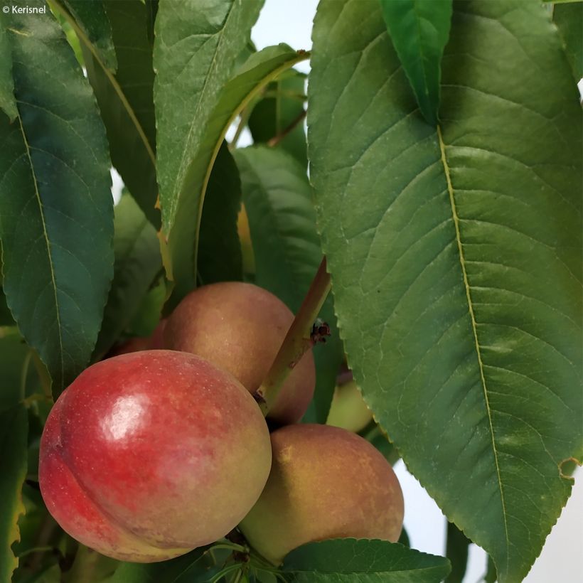 Zwerg-Nektarine Fruit Me Necta Me - Prunus persica (Laub)