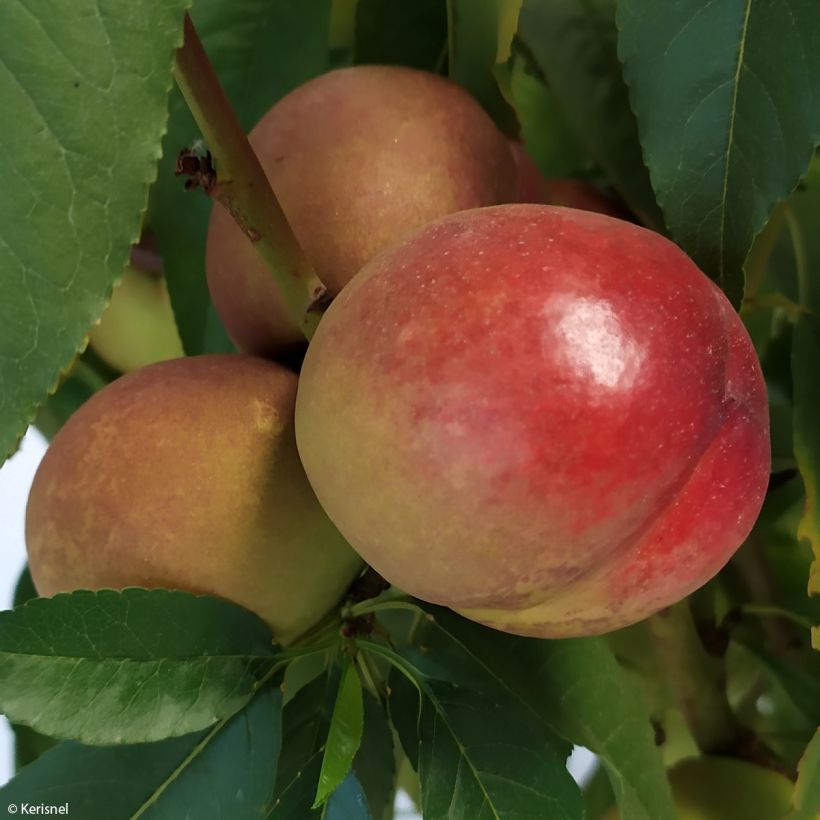 Zwerg-Nektarine Fruit Me Necta Me - Prunus persica (Ernte)