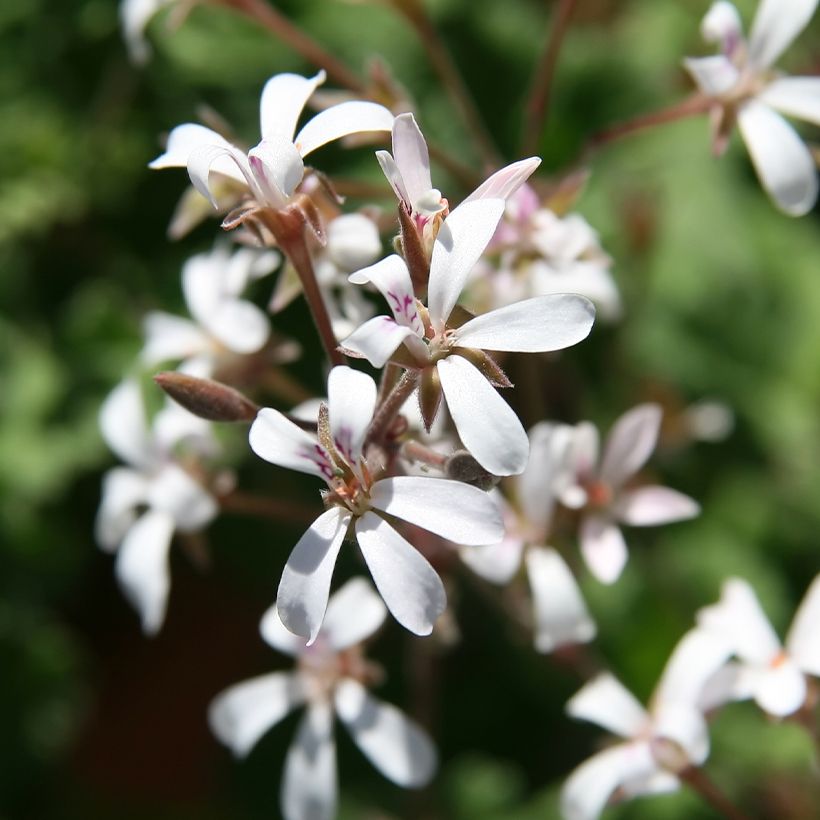 Duftende Pelargonie Ardwick Cinnamon - Pelargonium (Blüte)