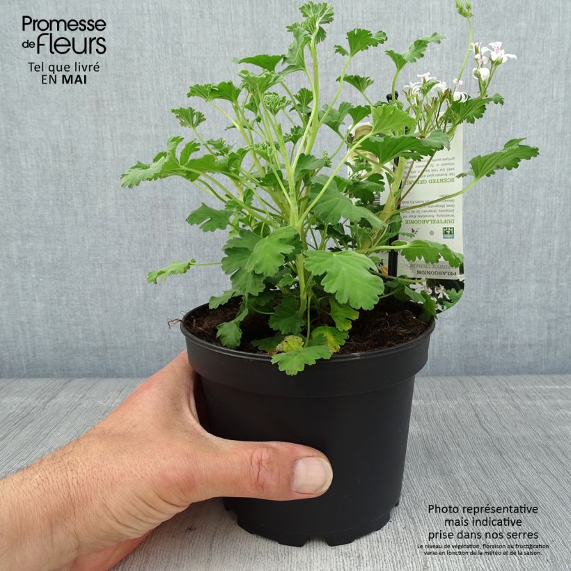 Exemplar von Pelargonium Ardwick Cinnamon - Géranium d'odeur parfum cannelle Pot de 1,5L/2L wie im Frühjahr geliefert