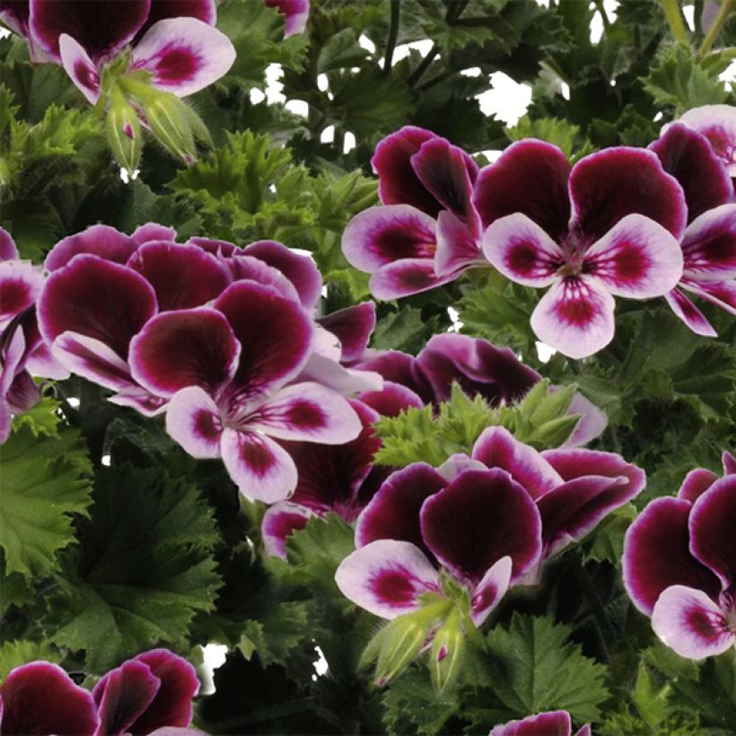 Englische Geranie Angel's Perfume - Pelargonium (Blüte)