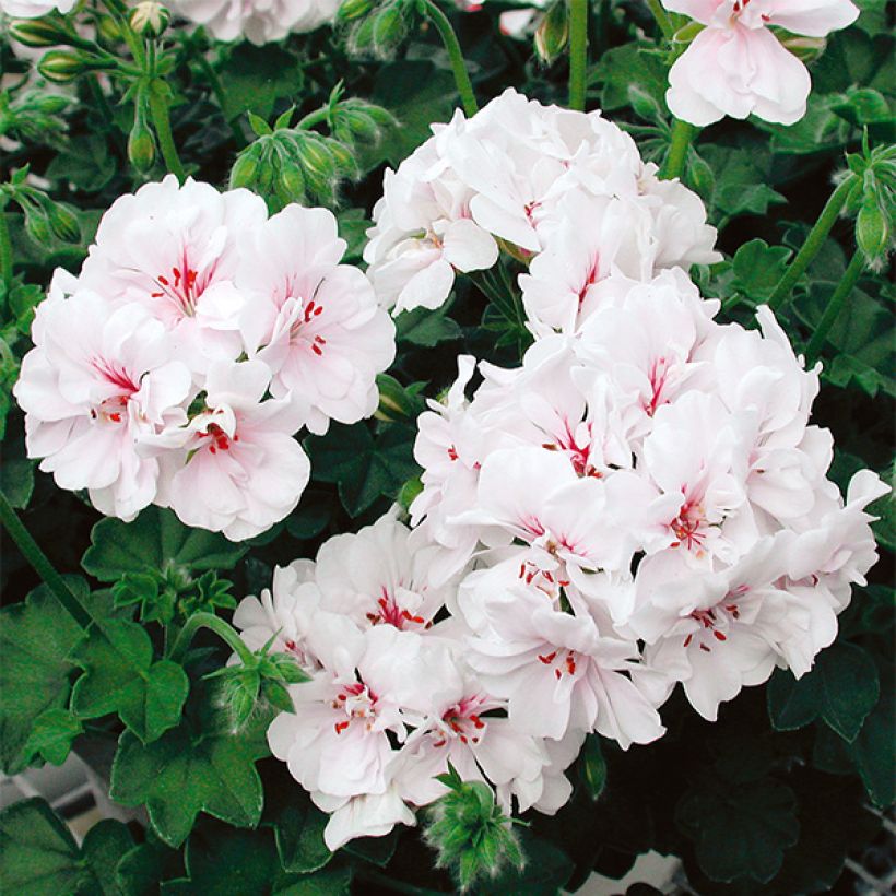 Hängegeranie Blanche Roche - Pelargonium (Blüte)