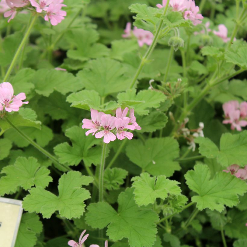 Englische Geranie Attar of Roses - Pelargonium (Blüte)