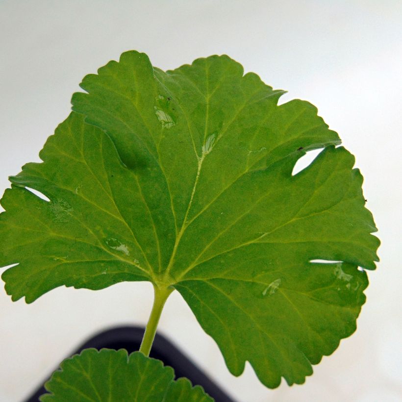 Duftende Pelargonie - Pelargonium fragrans (Laub)