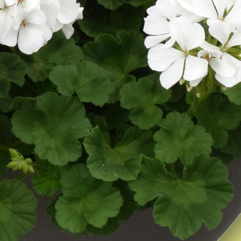 Zonal-Pelargonie TwoinOne White - Pelargonium (Laub)