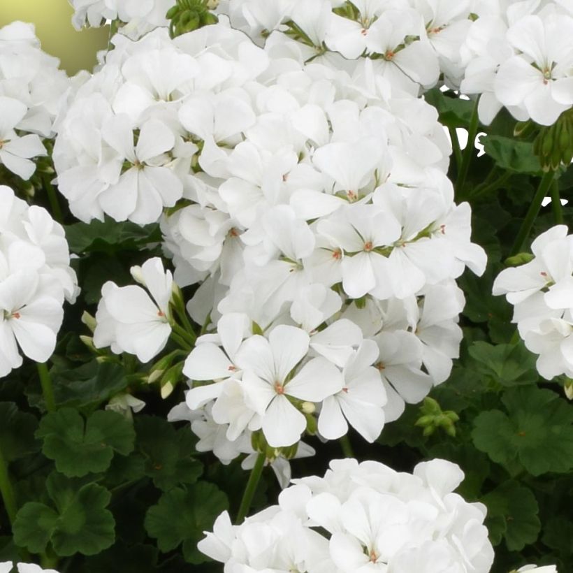 Zonal-Pelargonie TwoinOne White - Pelargonium (Blüte)