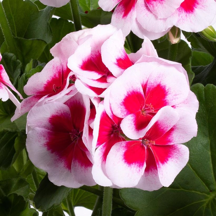 Zonal-Pelargonie TwoinOne White Splash - Pelargonium (Blüte)