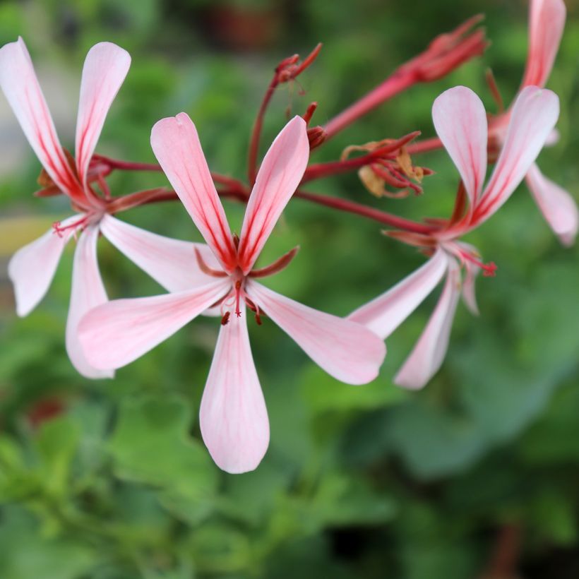 Pelargonium acetosum (Blüte)