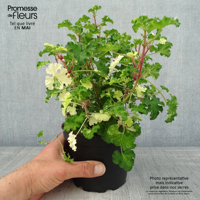 Exemplar von Pelargonium crispum Peach Cream - Géranium d'odeur panaché parfum pêche Pot de 1,5L/2L wie im Frühjahr geliefert