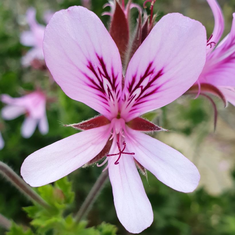 Duftende Pelargonie Peach Cream - Pelargonium crispum (Blüte)