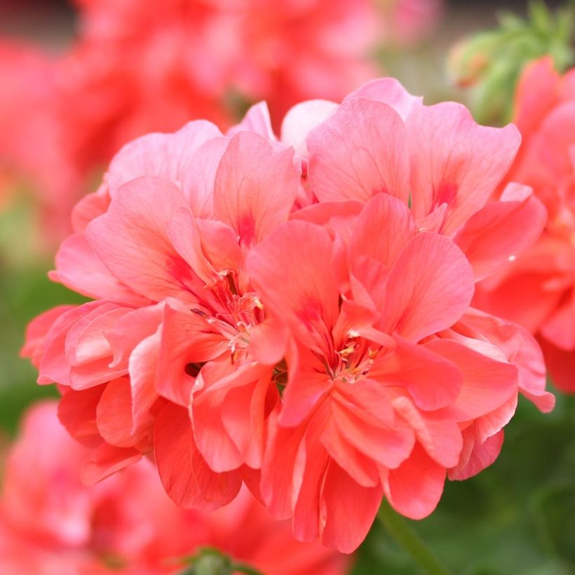 Hängegeranie Double Apricot - Pelargonium (Blüte)