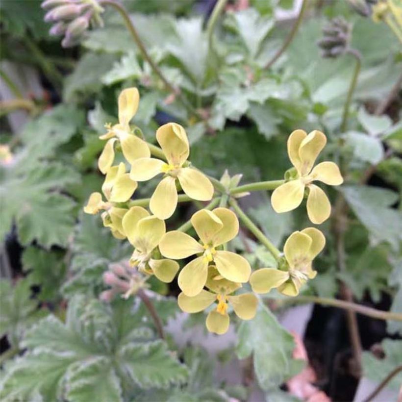 Pelargonium gibbosum (Blüte)