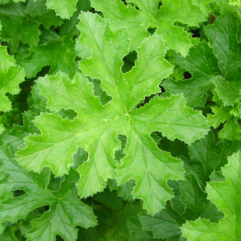 Duftende Pelargonie Brunswick - Pelargonium (Laub)