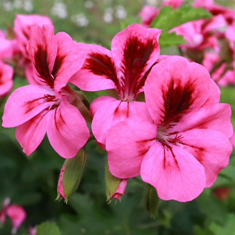 Duftende Pelargonie Brunswick - Pelargonium (Blüte)