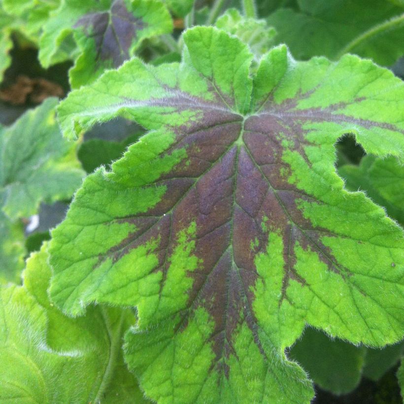 Duftende Pelargonie Chocolate - Pelargonium (Laub)