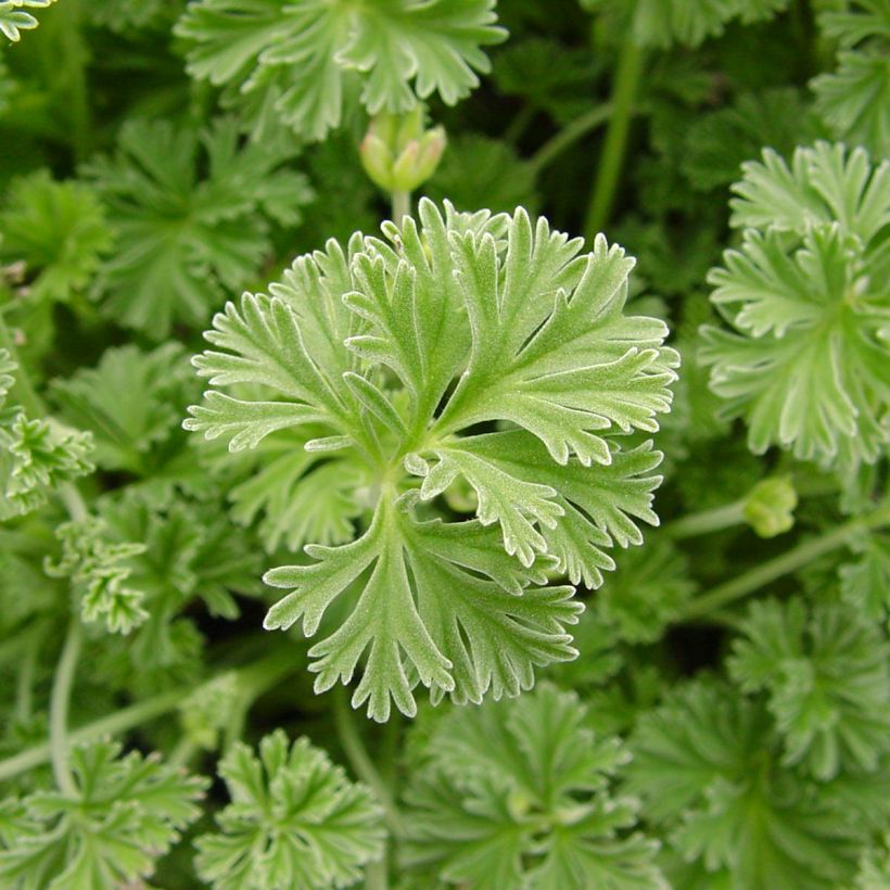 Duftende Pelargonie Deerwood Lavender - Pelargonium (Laub)