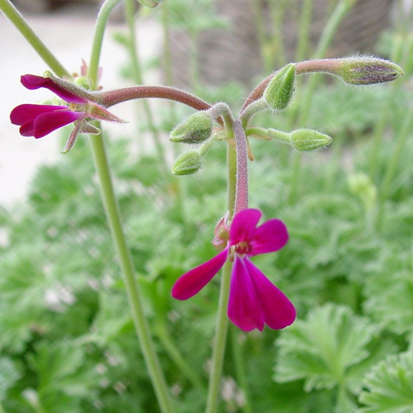 Duftende Pelargonie Deerwood Lavender - Pelargonium (Blüte)