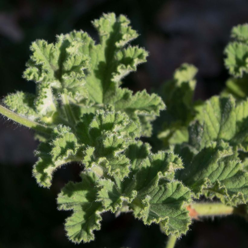 Duftende Pelargonie Endsleigh - Pelargonium (Laub)