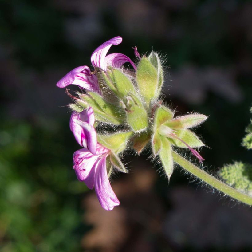 Duftende Pelargonie Endsleigh - Pelargonium (Blüte)