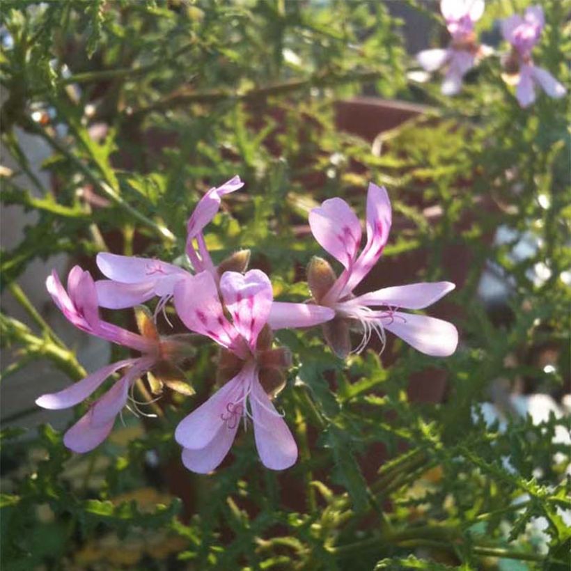 Duftende Pelargonie Filicifolium - Pelargonium denticulatum (Blüte)